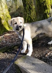 Alaskan Husky-Unknown Mix Dogs for adoption in Issaquah, WA, USA