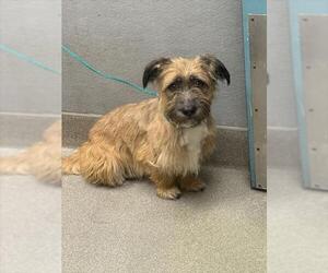 Mutt Dogs for adoption in Las Vegas, NV, USA