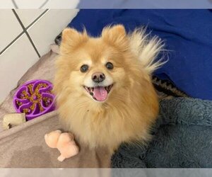 Pomeranian Dogs for adoption in Fort Wayne, IN, USA