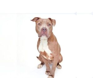 American Pit Bull Terrier-Unknown Mix Dogs for adoption in Martinsburg, WV, USA