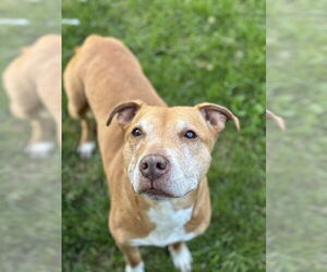 American Pit Bull Terrier-Unknown Mix Dogs for adoption in Brewster, NY, USA