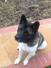 Akita Dogs for adoption in Bonsall, CA, USA