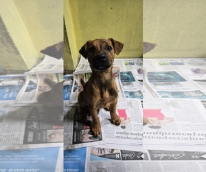 Mutt Dogs for adoption in NYC, NY, USA