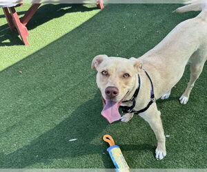 American Pit Bull Terrier-Labrador Retriever Mix Dogs for adoption in Redwood City, CA, USA