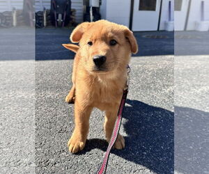Chow Chow-Pembroke Welsh Corgi Mix Dogs for adoption in Sterling, MA, USA