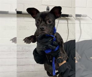 Chihuahua-Unknown Mix Dogs for adoption in San Bernardino, CA, USA