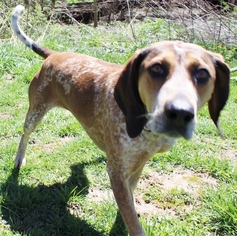 Redbone Coonhound Dogs for adoption in Hillsdale, IN, USA