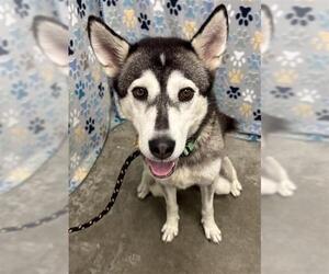 Siberian Husky Dogs for adoption in Rosenberg, TX, USA