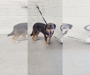 Beagle-Unknown Mix Dogs for adoption in San Bernardino, CA, USA