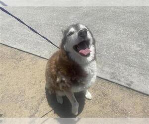 Siberian Husky Dogs for adoption in Houston, TX, USA