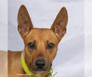 Pharaoh Hound-Unknown Mix Dogs for adoption in Woodinville, WA, USA