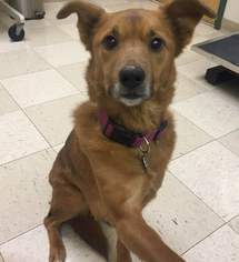 Mutt Dogs for adoption in Amherst, OH, USA