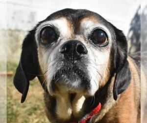 Puggle Dogs for adoption in Zionsville, IN, USA
