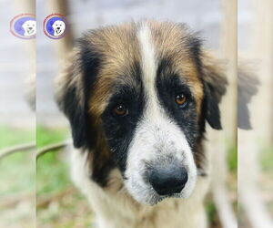 Great Pyrenees Dogs for adoption in Spring, TX, USA