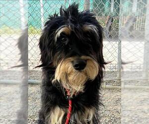 Mutt Dogs for adoption in Woodland, CA, USA
