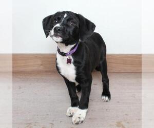 Borador Dogs for adoption in Eden Prairie, MN, USA