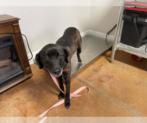 Lab-Pointer Dogs for adoption in Bolivar, MO, USA
