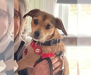 Mutt Dogs for adoption in Wakefield, RI, USA
