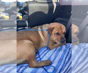 Medium Photo #1 Rottweiler-Unknown Mix Puppy For Sale in Stockton, CA, USA