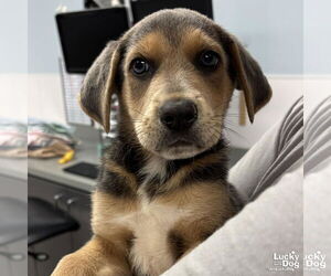 Retriever -Unknown Mix Dogs for adoption in Washington, DC, USA