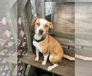 Mutt Dogs for adoption in Westwood, NJ, USA