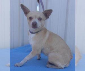 Chihuahua Dogs for adoption in Mountain View, MO, USA