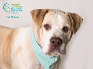 Mastiff Dogs for adoption in Camarillo, CA, USA