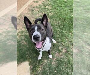 American Pit Bull Terrier-Huskies  Mix Dogs for adoption in Plano, TX, USA