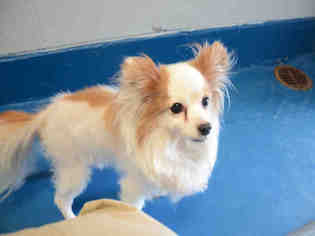 Papillon Dogs for adoption in Pearland, TX, USA