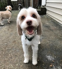 Lha-Cocker Dogs for adoption in Arlington, VA, USA