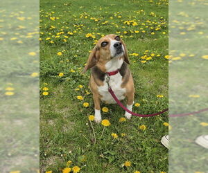 Beagle-Unknown Mix Dogs for adoption in Oskaloosa, IA, USA