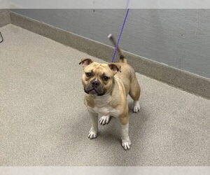 Bulldog-Unknown Mix Dogs for adoption in Las Vegas, NV, USA