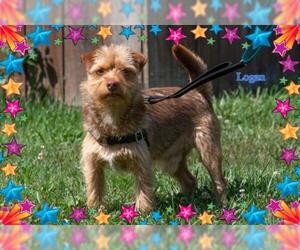 Border Terrier Dogs for adoption in New Castle DE, DE, USA