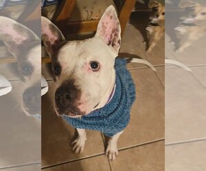Bull Terrier-Staffordshire Bull Terrier Mix Dogs for adoption in Chandler, AZ, USA