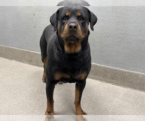 Rottweiler-Unknown Mix Dogs for adoption in Las Vegas, NV, USA
