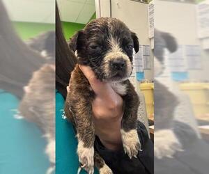 American Pit Bull Terrier Dogs for adoption in Houston, TX, USA