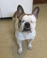 French Bulldog Dogs for adoption in Mattoon, IL, USA