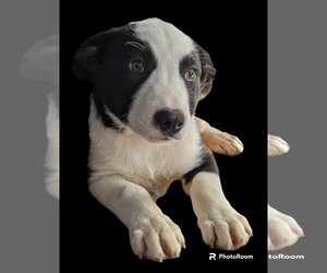 Medium Photo #4 Border Collie-Unknown Mix Puppy For Sale in Fresno, CA, USA