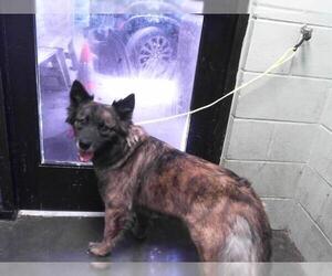 Siberian Husky-Unknown Mix Dogs for adoption in Tulsa, OK, USA