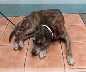 American Pit Bull Terrier-Unknown Mix Dogs for adoption in Downey, CA, USA