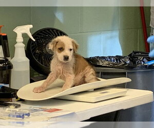 American Staffordshire Terrier-Unknown Mix Dogs for adoption in Grand Prairie, TX, USA