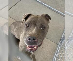 American Pit Bull Terrier Dogs for adoption in Bakersfield, CA, USA