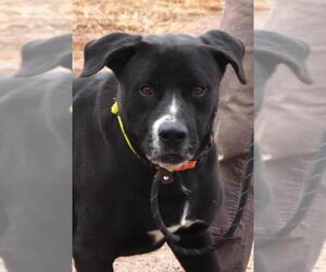 Mastador Dogs for adoption in Siren, WI, USA