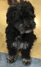 Lhasa-Poo Dogs for adoption in Little Elm, TX, USA