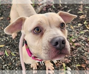 Mutt Dogs for adoption in Martinez, CA, USA