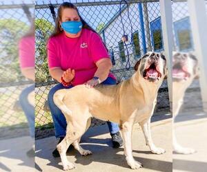 American Bulldog Dogs for adoption in Albany, GA, USA