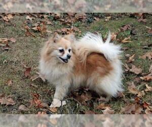 Pomeranian Dogs for adoption in Akron, OH, USA