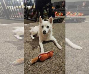 Canadian Eskimo Dog-Unknown Mix Dogs for adoption in Fort Collins, CO, USA