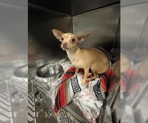 Chihuahua-Unknown Mix Dogs for adoption in Waco, TX, USA