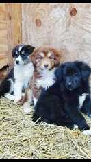 Anatolian Shepherd Dogs for adoption in White River Junction, VT, USA